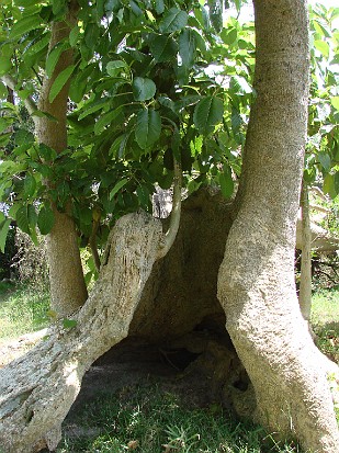 Monte de los umbues 1.jpg